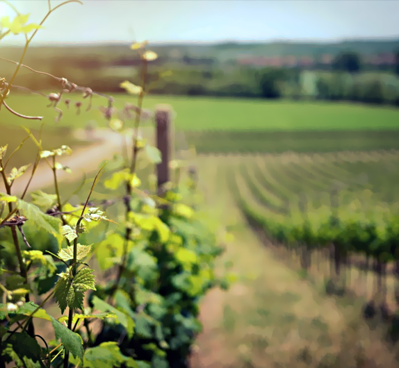 Party Bus & Limo Service Wine Tours